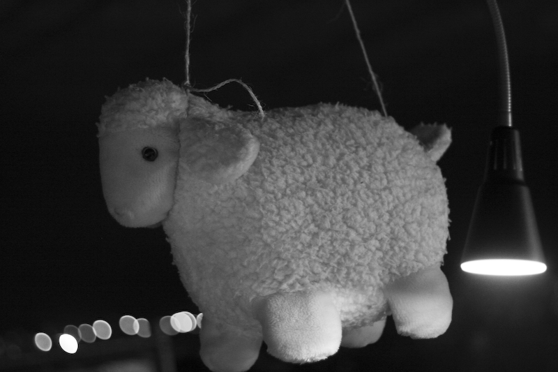 SHEEP-509.jpg