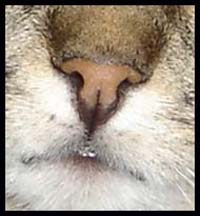 plume.jpg