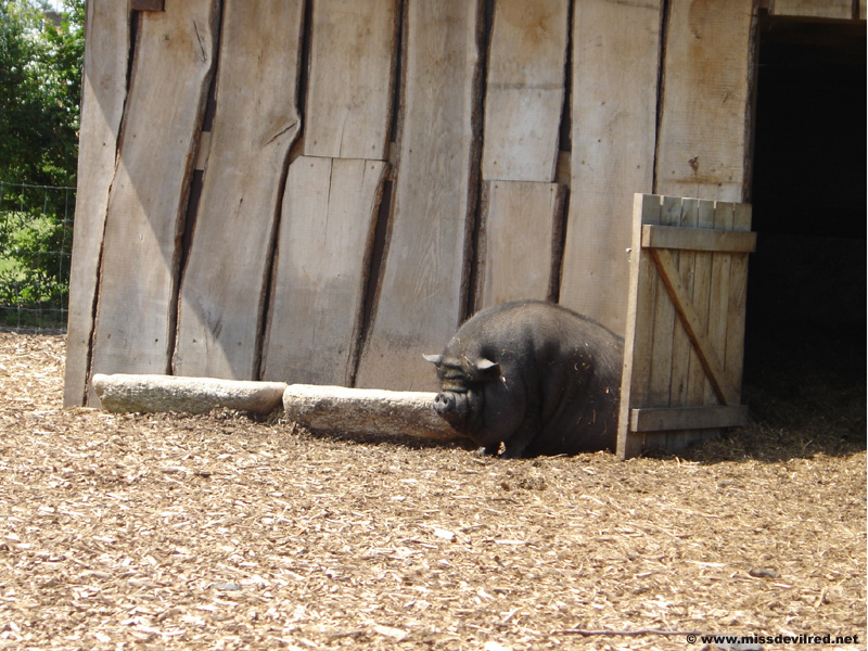 DSC02436.jpg