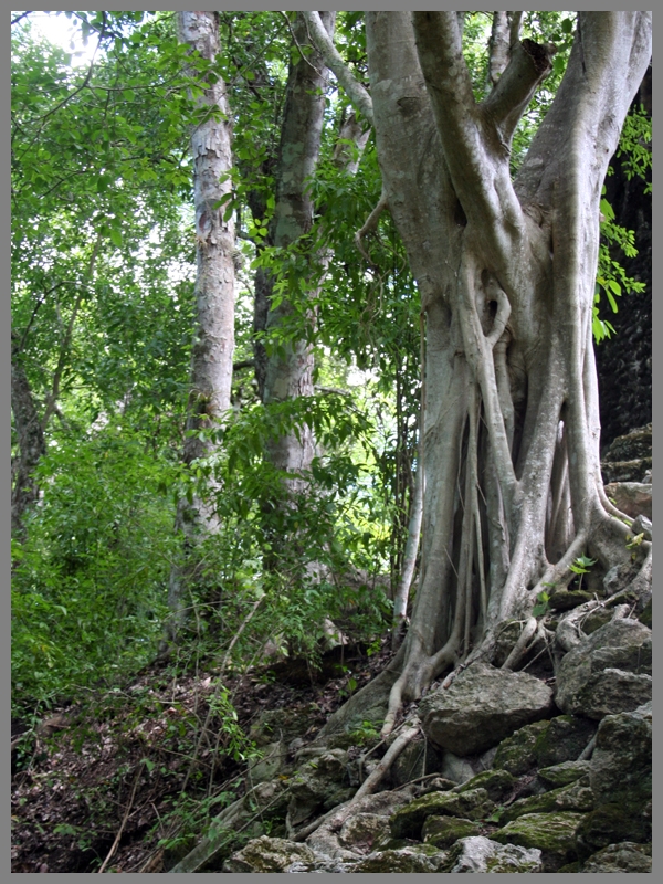 Calakmul_229.jpg