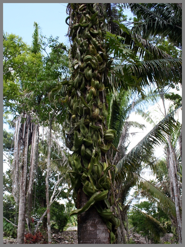 Kohunlich_117.jpg