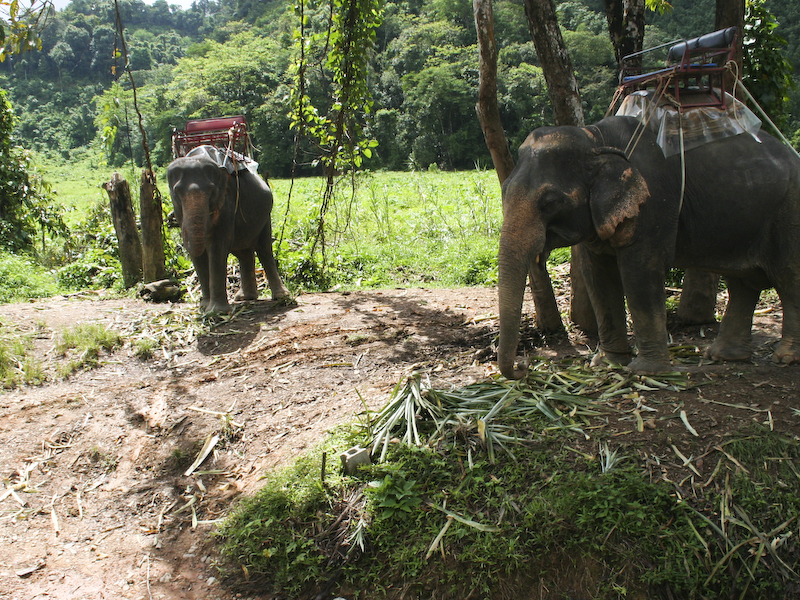 IMG_54_khao_sok_trekking.jpg