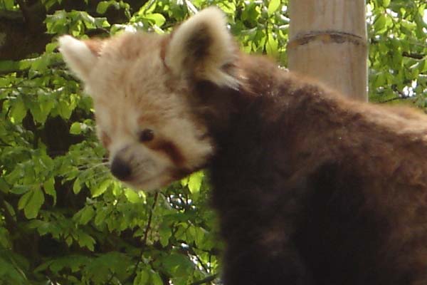 red_panda.jpg